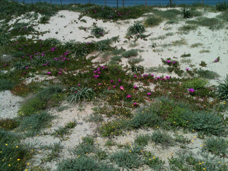 Camping Golfo Dell'Asinara Платамона Екстериор снимка